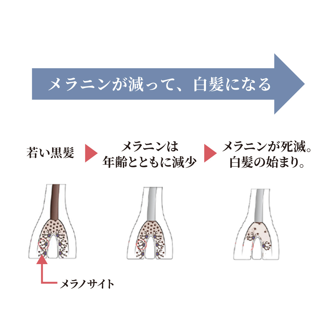 ダークニルとは何か？白髪ケアに注目される成分の仕組みを科学的に解説